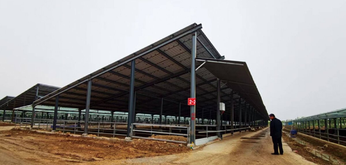 信橋鋼構(gòu)：打卡蒙陰農(nóng)業(yè)溫室大棚、青州黑牛養(yǎng)殖基地！(圖5)